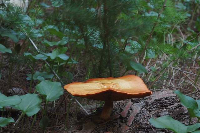 Gymnopilus spectabilis?